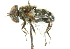  (Eristalinus sepulchralis - CNC DIPTERA 101972)  @13 [ ] CreativeCommons - Attribution (2011) CNC/CBG Photography Group Centre for Biodiversity Genomics