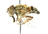  (Eristalinus taeniops - CNC DIPTERA 101983)  @13 [ ] CreativeCommons - Attribution (2011) CNC/CBG Photography Group Centre for Biodiversity Genomics
