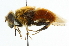  ( - CNC DIPTERA 101998)  @13 [ ] CreativeCommons - Attribution (2011) CNC/CBG Photography Group Centre for Biodiversity Genomics