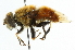  ( - CNC DIPTERA 101999)  @14 [ ] CreativeCommons - Attribution (2011) CNC/CBG Photography Group Centre for Biodiversity Genomics