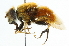  ( - CNC DIPTERA 102000)  @13 [ ] CreativeCommons - Attribution (2011) CNC/CBG Photography Group Centre for Biodiversity Genomics