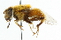  ( - CNC DIPTERA 102001)  @13 [ ] CreativeCommons - Attribution (2011) CNC/CBG Photography Group Centre for Biodiversity Genomics