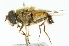  ( - CNC DIPTERA 102037)  @11 [ ] CreativeCommons - Attribution (2011) CNC/CBG Photography Group Centre for Biodiversity Genomics