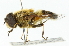 ( - CNC DIPTERA 102048)  @13 [ ] CreativeCommons - Attribution (2011) CNC/CBG Photography Group Centre for Biodiversity Genomics