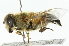  ( - CNC DIPTERA 102050)  @12 [ ] CreativeCommons - Attribution (2011) CNC/CBG Photography Group Centre for Biodiversity Genomics