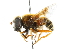  ( - CNC DIPTERA 102056)  @14 [ ] CreativeCommons - Attribution (2011) CNC/CBG Photography Group Centre for Biodiversity Genomics