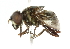 ( - CNC DIPTERA 102067)  @13 [ ] CreativeCommons - Attribution (2011) CNC/CBG Photography Group Centre for Biodiversity Genomics