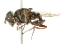  ( - CNC DIPTERA 102068)  @13 [ ] CreativeCommons - Attribution (2011) CNC/CBG Photography Group Centre for Biodiversity Genomics