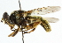  ( - CNC DIPTERA 102139)  @13 [ ] CreativeCommons - Attribution (2011) CNC/CBG Photography Group Centre for Biodiversity Genomics