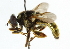  ( - CNC DIPTERA 102140)  @14 [ ] CreativeCommons - Attribution (2011) CNC/CBG Photography Group Centre for Biodiversity Genomics