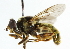  ( - CNC DIPTERA 102141)  @13 [ ] CreativeCommons - Attribution (2011) CNC/CBG Photography Group Centre for Biodiversity Genomics