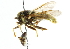  ( - CNC DIPTERA 102142)  @12 [ ] CreativeCommons - Attribution (2011) CNC/CBG Photography Group Centre for Biodiversity Genomics