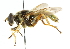  ( - CNC DIPTERA 102143)  @13 [ ] CreativeCommons - Attribution (2011) CNC/CBG Photography Group Centre for Biodiversity Genomics