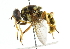  ( - CNC DIPTERA 102144)  @14 [ ] CreativeCommons - Attribution (2011) CNC/CBG Photography Group Centre for Biodiversity Genomics