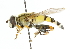  ( - CNC DIPTERA 102146)  @14 [ ] CreativeCommons - Attribution (2011) CNC/CBG Photography Group Centre for Biodiversity Genomics