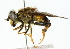  ( - CNC DIPTERA 102155)  @14 [ ] CreativeCommons - Attribution (2011) CNC/CBG Photography Group Centre for Biodiversity Genomics