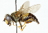  ( - CNC DIPTERA 102156)  @11 [ ] CreativeCommons - Attribution (2011) CNC/CBG Photography Group Centre for Biodiversity Genomics