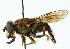  (Helophilus antipodus - CNC DIPTERA 102158)  @15 [ ] CreativeCommons - Attribution (2011) CNC/CBG Photography Group Centre for Biodiversity Genomics
