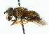  ( - CNC DIPTERA 102159)  @13 [ ] CreativeCommons - Attribution (2011) CNC/CBG Photography Group Centre for Biodiversity Genomics