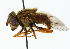  ( - CNC DIPTERA 102160)  @13 [ ] CreativeCommons - Attribution (2011) CNC/CBG Photography Group Centre for Biodiversity Genomics