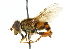  (Helophilus campbelli - CNC DIPTERA 102161)  @14 [ ] CreativeCommons - Attribution (2011) CNC/CBG Photography Group Centre for Biodiversity Genomics