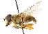  (Helophilus cargilli - CNC DIPTERA 102162)  @11 [ ] CreativeCommons - Attribution (2011) CNC/CBG Photography Group Centre for Biodiversity Genomics