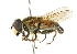  (Helophilus chathamensis - CNC DIPTERA 102164)  @14 [ ] CreativeCommons - Attribution (2011) CNC/CBG Photography Group Centre for Biodiversity Genomics