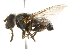  (Helophilus hochstetteri - CNC DIPTERA 102169)  @13 [ ] CreativeCommons - Attribution (2011) CNC/CBG Photography Group Centre for Biodiversity Genomics