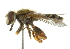 ( - CNC DIPTERA 102184)  @11 [ ] CreativeCommons - Attribution (2011) CNC/CBG Photography Group Centre for Biodiversity Genomics