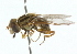  ( - CNC DIPTERA 102186)  @13 [ ] CreativeCommons - Attribution (2011) CNC/CBG Photography Group Centre for Biodiversity Genomics