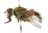  ( - CNC DIPTERA 102188)  @11 [ ] CreativeCommons - Attribution (2011) CNC/CBG Photography Group Centre for Biodiversity Genomics