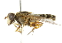  ( - CNC DIPTERA 102194)  @11 [ ] CreativeCommons - Attribution (2011) CNC/CBG Photography Group Centre for Biodiversity Genomics