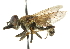  (Lejops - CNC DIPTERA 102196)  @14 [ ] CreativeCommons - Attribution (2011) CNC/CBG Photography Group Centre for Biodiversity Genomics