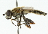  ( - CNC DIPTERA 102202)  @11 [ ] CreativeCommons - Attribution (2011) CNC/CBG Photography Group Centre for Biodiversity Genomics