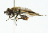  ( - CNC DIPTERA 102203)  @11 [ ] CreativeCommons - Attribution (2011) CNC/CBG Photography Group Centre for Biodiversity Genomics