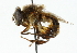  (Mallota - CNC DIPTERA 102208)  @15 [ ] CreativeCommons - Attribution (2011) CNC/CBG Photography Group Centre for Biodiversity Genomics