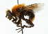  (Mallota analis - CNC DIPTERA 102209)  @14 [ ] CreativeCommons - Attribution (2011) CNC/CBG Photography Group Centre for Biodiversity Genomics