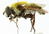 (Mallota eristaliformis - CNC DIPTERA 102211)  @11 [ ] CreativeCommons - Attribution (2011) CNC/CBG Photography Group Centre for Biodiversity Genomics