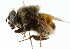  (Mallota inversa - CNC DIPTERA 102212)  @13 [ ] CreativeCommons - Attribution (2011) CNC/CBG Photography Group Centre for Biodiversity Genomics
