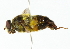  (Mallota takasagensis - CNC DIPTERA 102213)  @11 [ ] CreativeCommons - Attribution (2011) CNC/CBG Photography Group Centre for Biodiversity Genomics