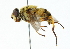  (Myathropa - CNC DIPTERA 102215)  @15 [ ] CreativeCommons - Attribution (2011) CNC/CBG Photography Group Centre for Biodiversity Genomics