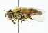  (Mallota semenovi - CNC DIPTERA 102217)  @14 [ ] CreativeCommons - Attribution (2011) CNC/CBG Photography Group Centre for Biodiversity Genomics