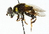  (Mallota spp - CNC DIPTERA 102218)  @11 [ ] CreativeCommons - Attribution (2011) CNC/CBG Photography Group Centre for Biodiversity Genomics
