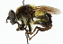  (Mallota klepsvikae - CNC DIPTERA 102219)  @14 [ ] CreativeCommons - Attribution (2011) CNC/CBG Photography Group Centre for Biodiversity Genomics