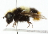  (Mallota fuciformis - CNC DIPTERA 102224)  @14 [ ] CreativeCommons - Attribution (2011) CNC/CBG Photography Group Centre for Biodiversity Genomics
