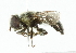  (Merodon chalybeus - CNC DIPTERA 102239)  @13 [ ] CreativeCommons - Attribution (2011) CNC/CBG Photography Group Centre for Biodiversity Genomics