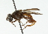  (Mesembrius cyanipennis - CNC DIPTERA 102286)  @14 [ ] CreativeCommons - Attribution (2011) CNC/CBG Photography Group Centre for Biodiversity Genomics