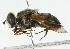  (Mesembrius madagascariensis - CNC DIPTERA 102288)  @13 [ ] CreativeCommons - Attribution (2011) CNC/CBG Photography Group Centre for Biodiversity Genomics