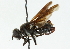  ( - CNC DIPTERA 102289)  @13 [ ] CreativeCommons - Attribution (2011) CNC/CBG Photography Group Centre for Biodiversity Genomics