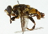  (Mesembrius rex - CNC DIPTERA 102293)  @11 [ ] CreativeCommons - Attribution (2011) CNC/CBG Photography Group Centre for Biodiversity Genomics